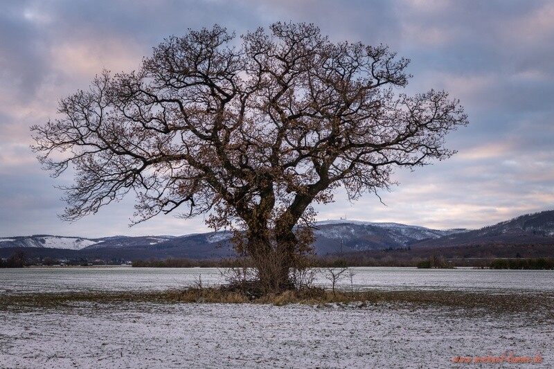 Alter Baum zwischen Abbenrode und Stapelburg