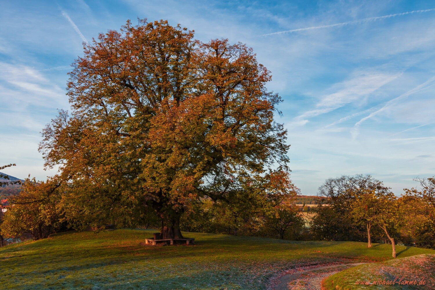 Die ehemalige Linde auf dem Burgberg Stapelburg