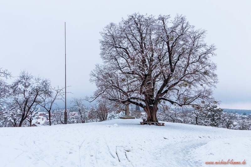 Die ehemalige Linde auf dem Burgberg Stapelburg