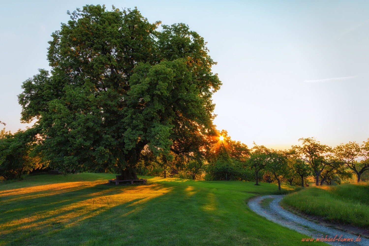 Die ehemalige Linde auf dem Burgberg Stapelburg