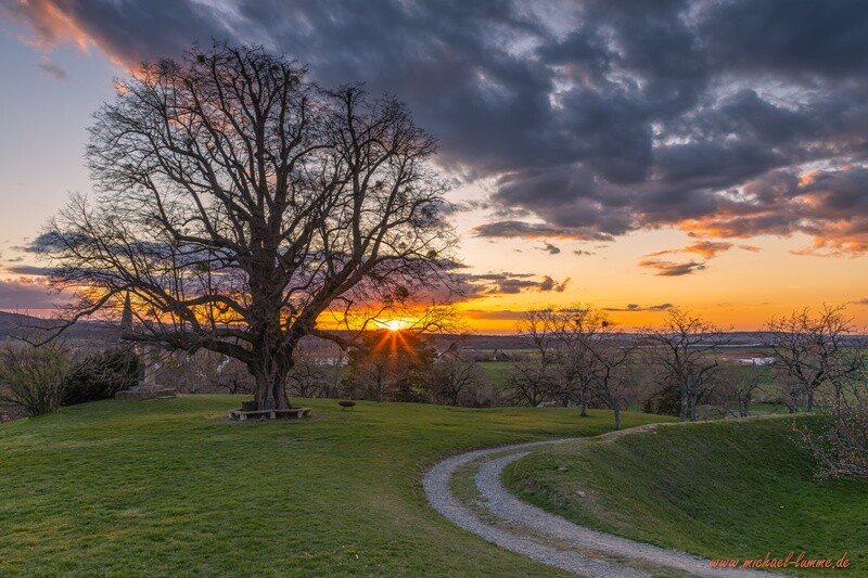 Die ehemalige Linde auf dem Burgberg Stapelburg