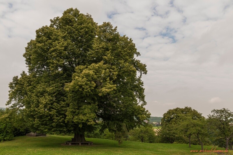 Die ehemalige Linde auf dem Burgberg Stapelburg
