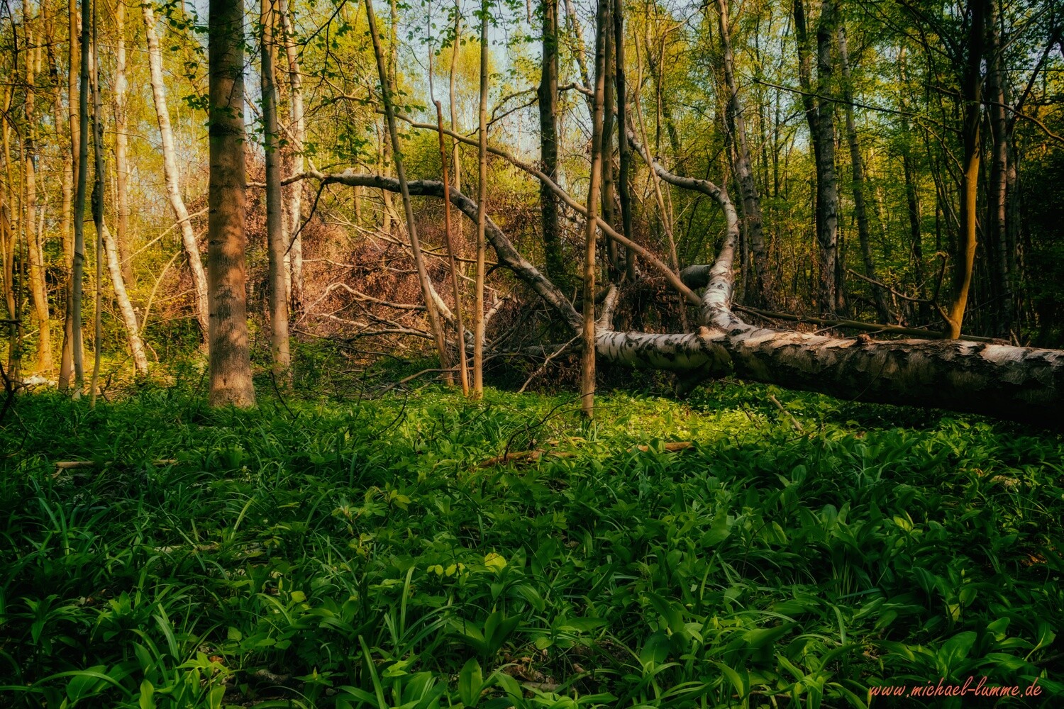 Der Grenzwanderweg im Eckertal