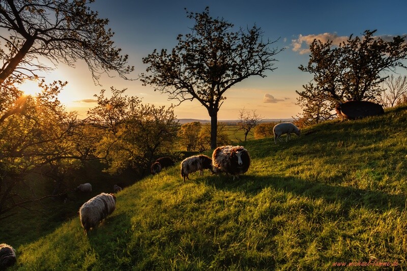 Der Burgberg Stapelburg