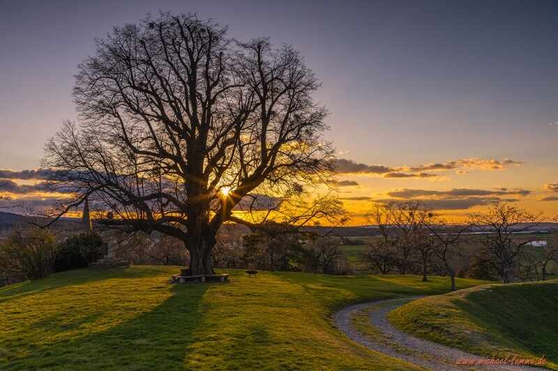 Die ehemalige Linde auf dem Burgberg Stapelburg