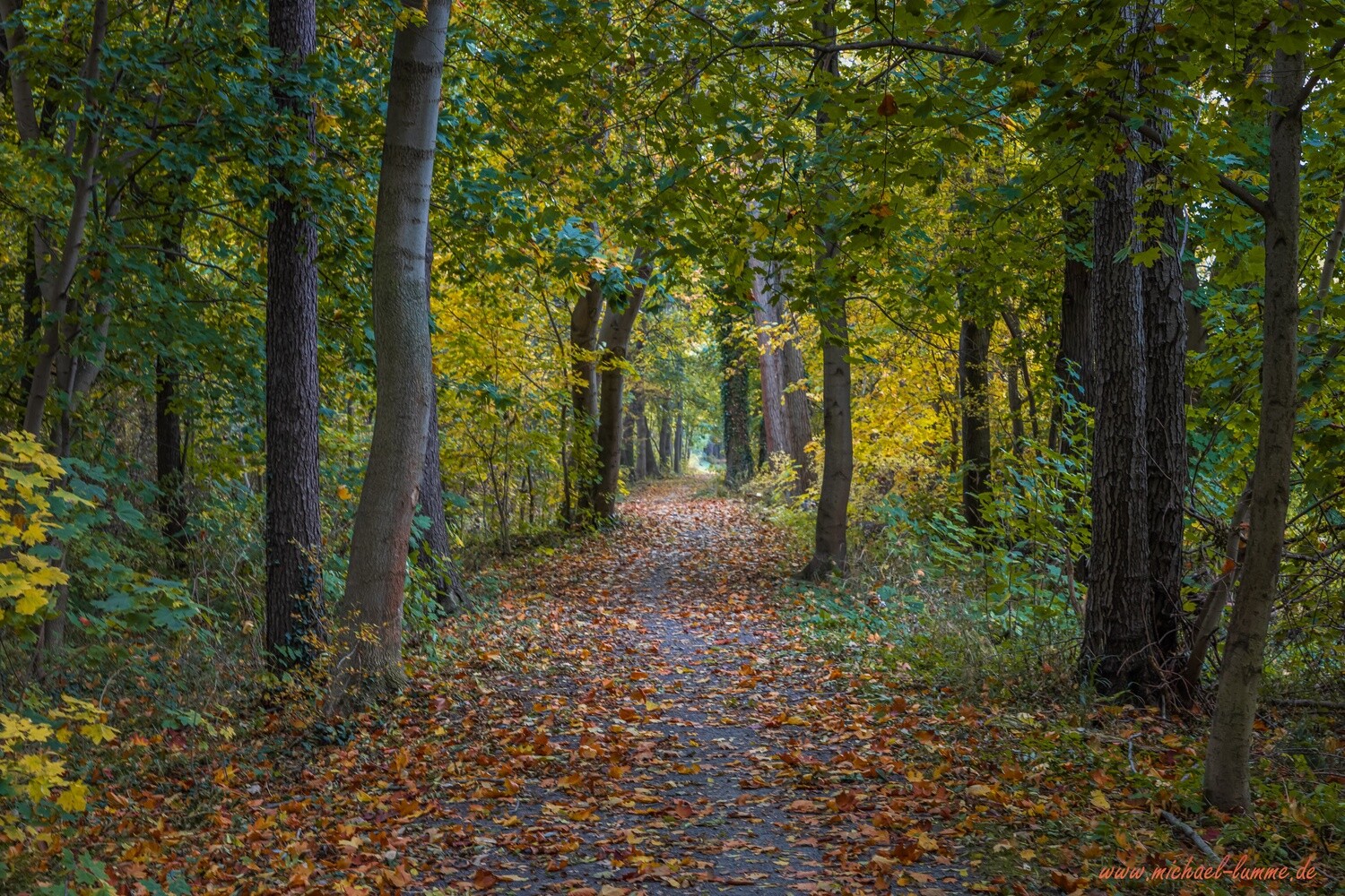 Wanderweg entlang der Ilse bei Wasserleben