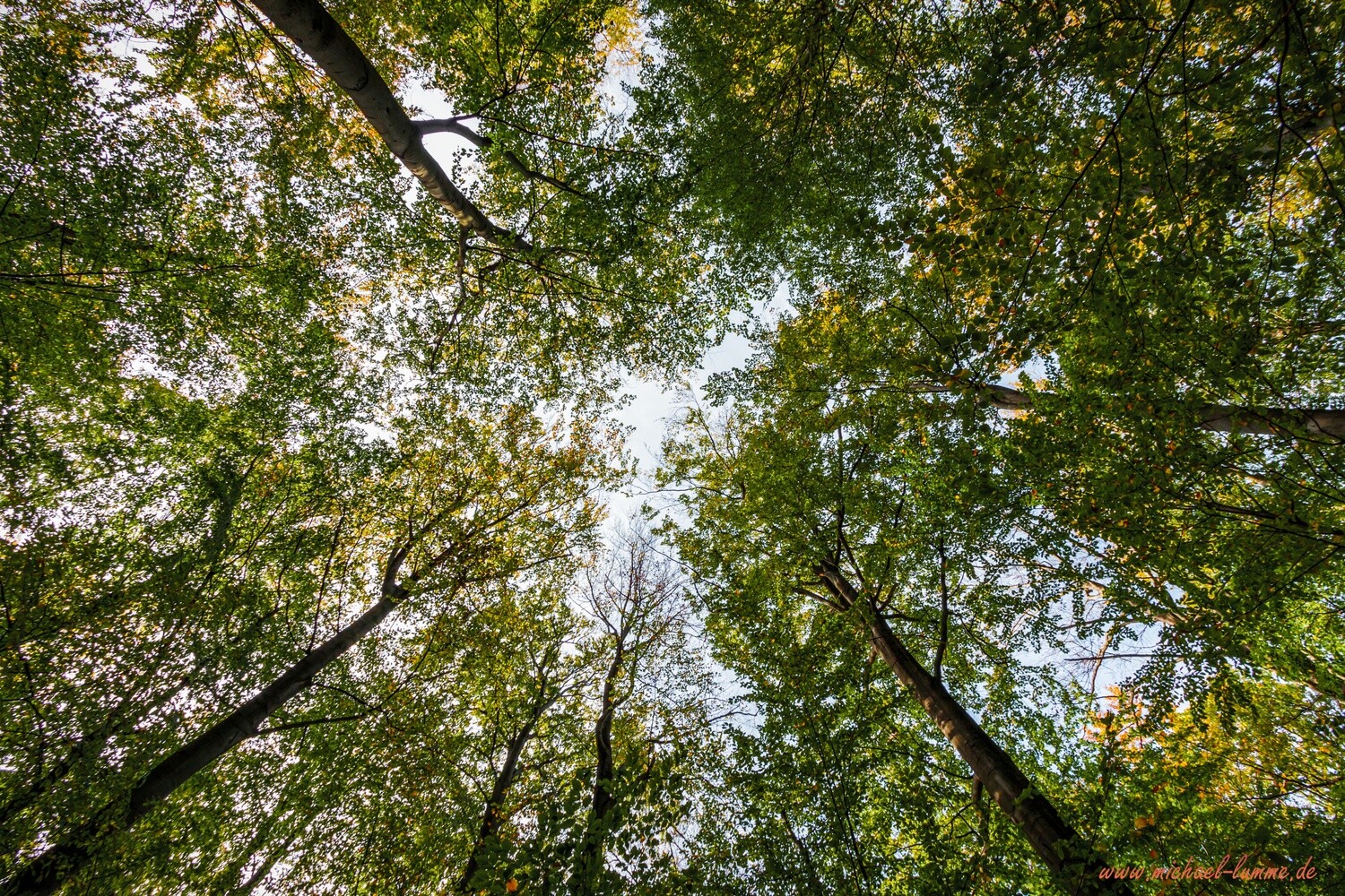 Das Ilsenburger Holz bei Stapelburg