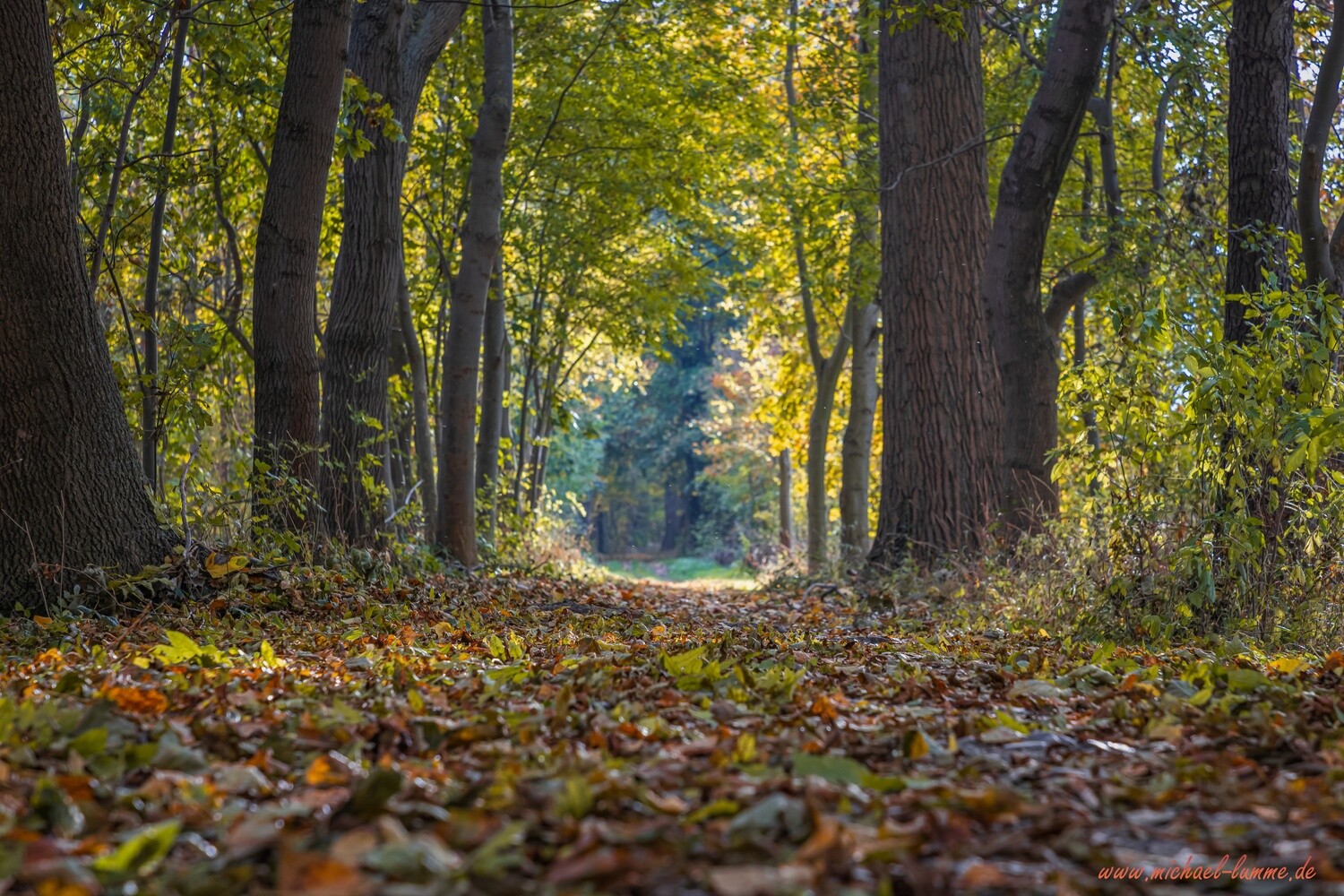 Wanderweg entlang der Ilse bei Wasserleben
