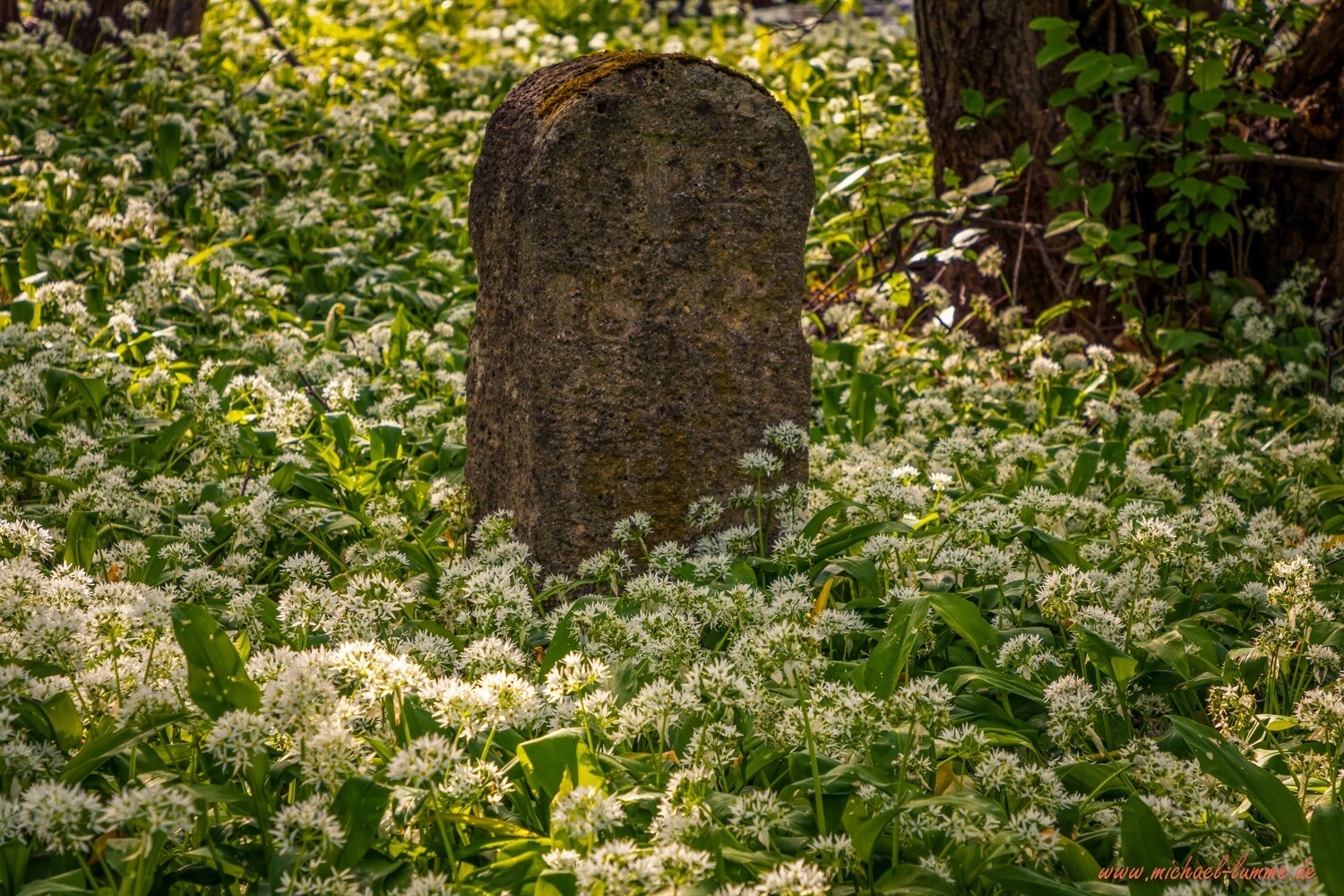 Der Grenzwanderweg im Eckertal