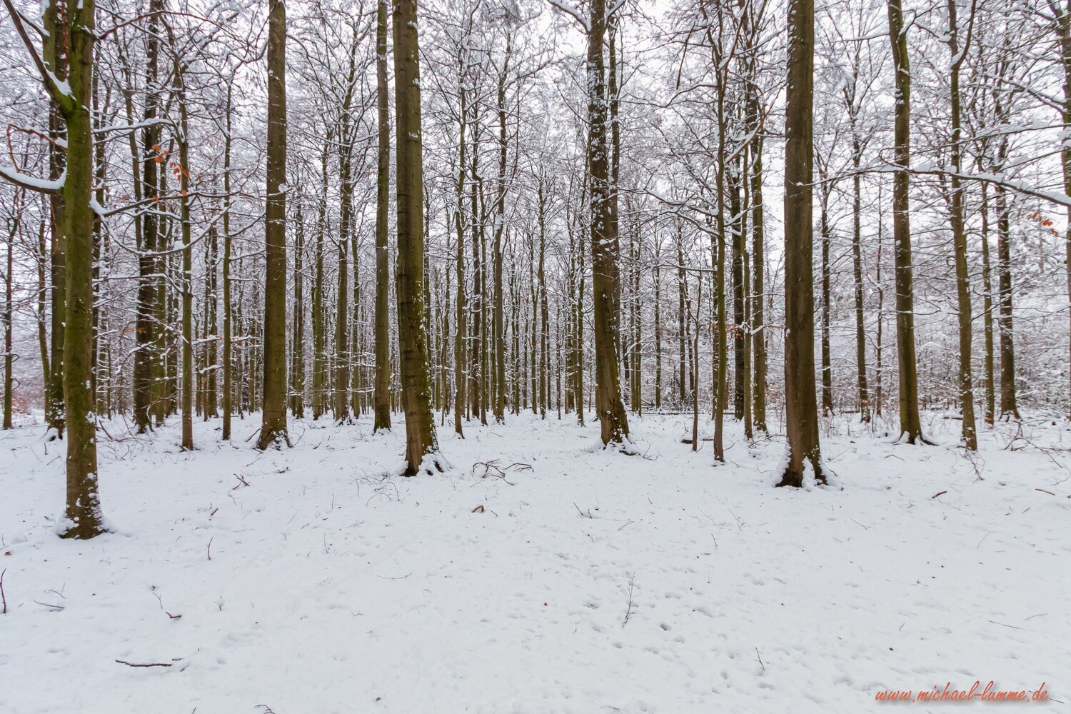 Das Ilsenburger Holz bei Stapelburg