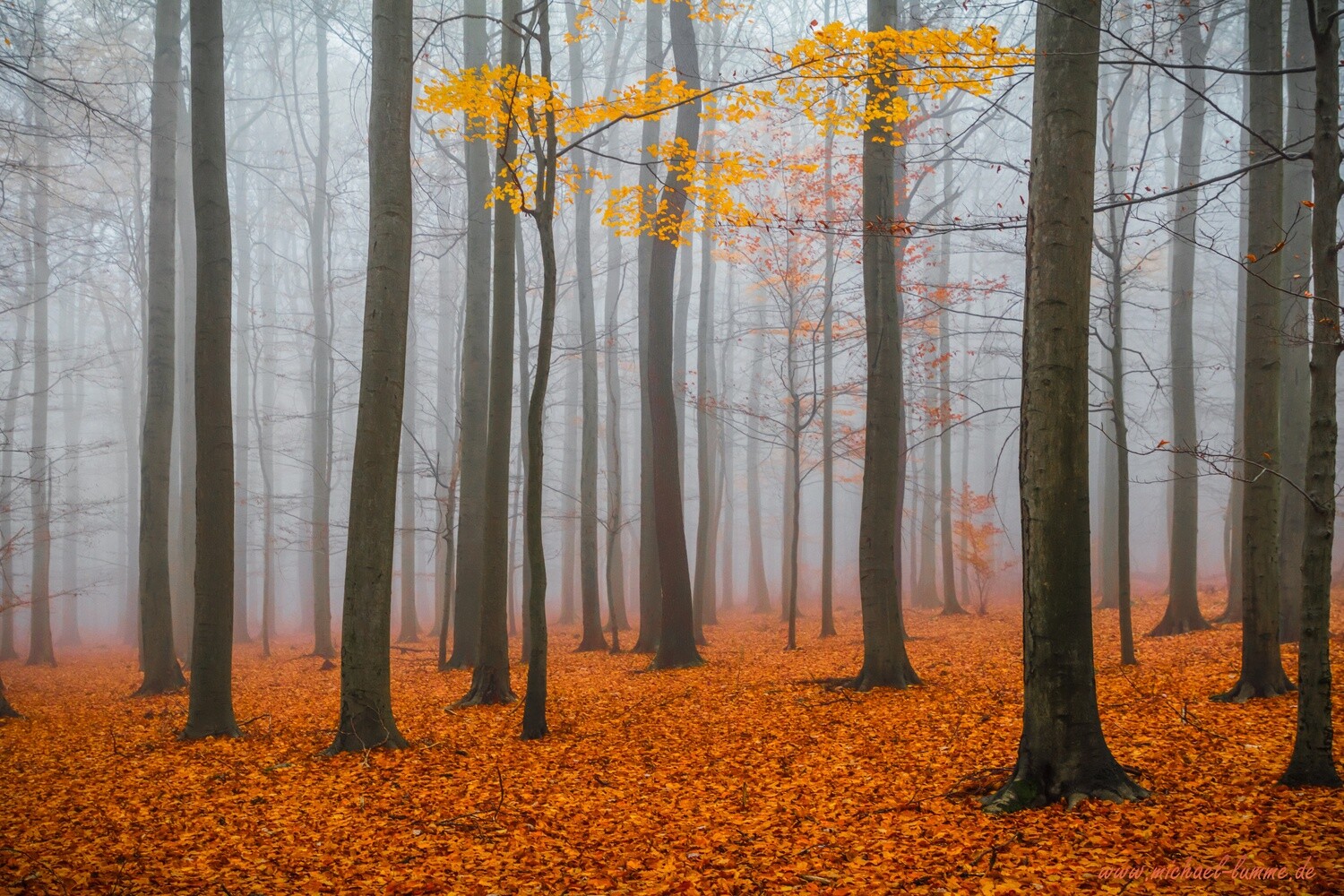 Das Ilsenburger Holz bei Stapelburg