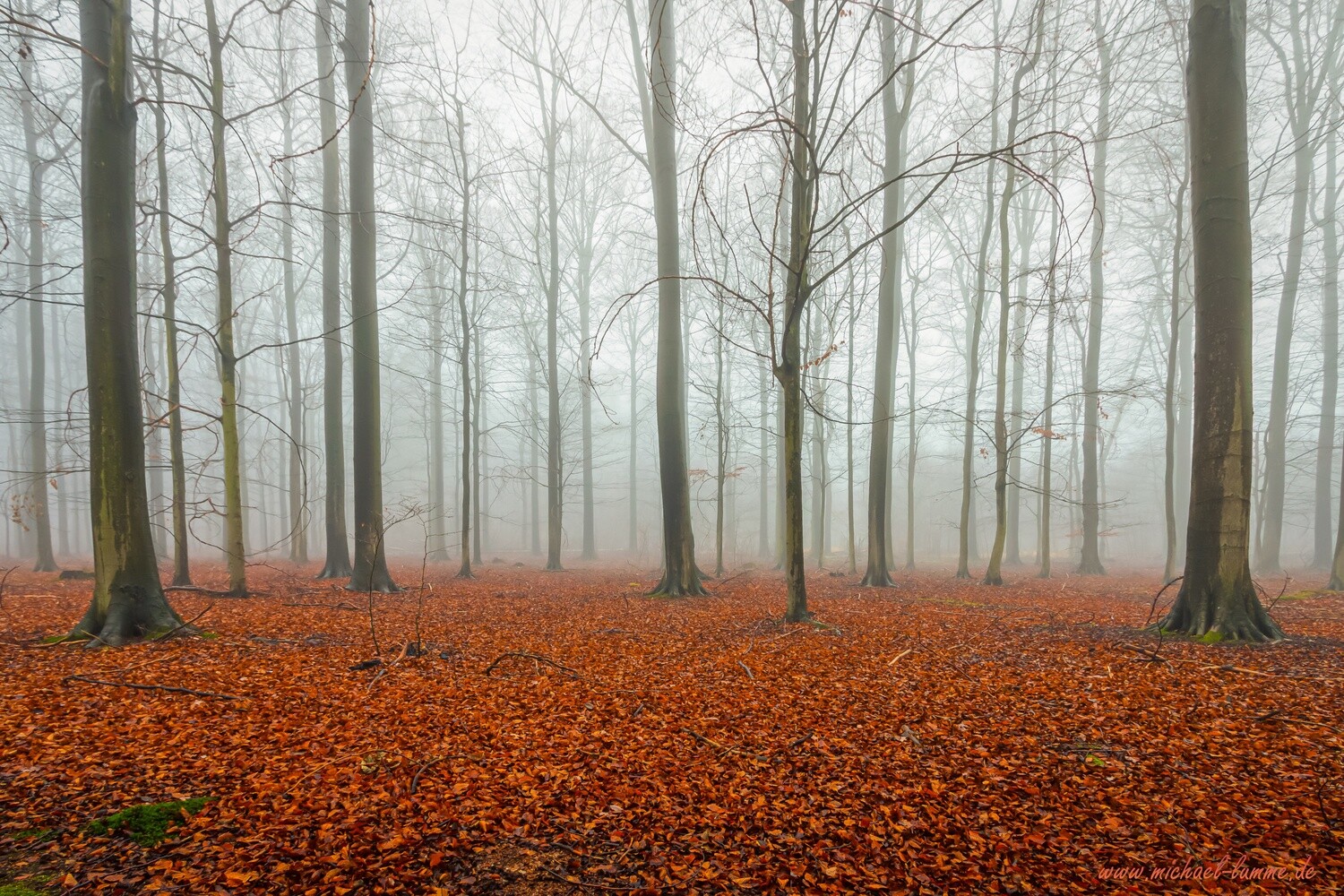 Das Ilsenburger Holz bei Stapelburg