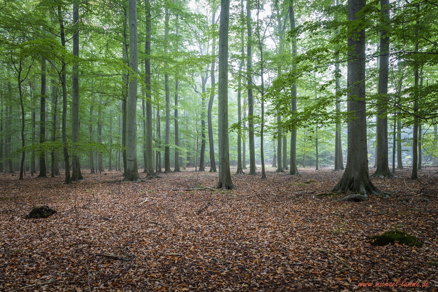Das Ilsenburger Holz bei Stapelburg