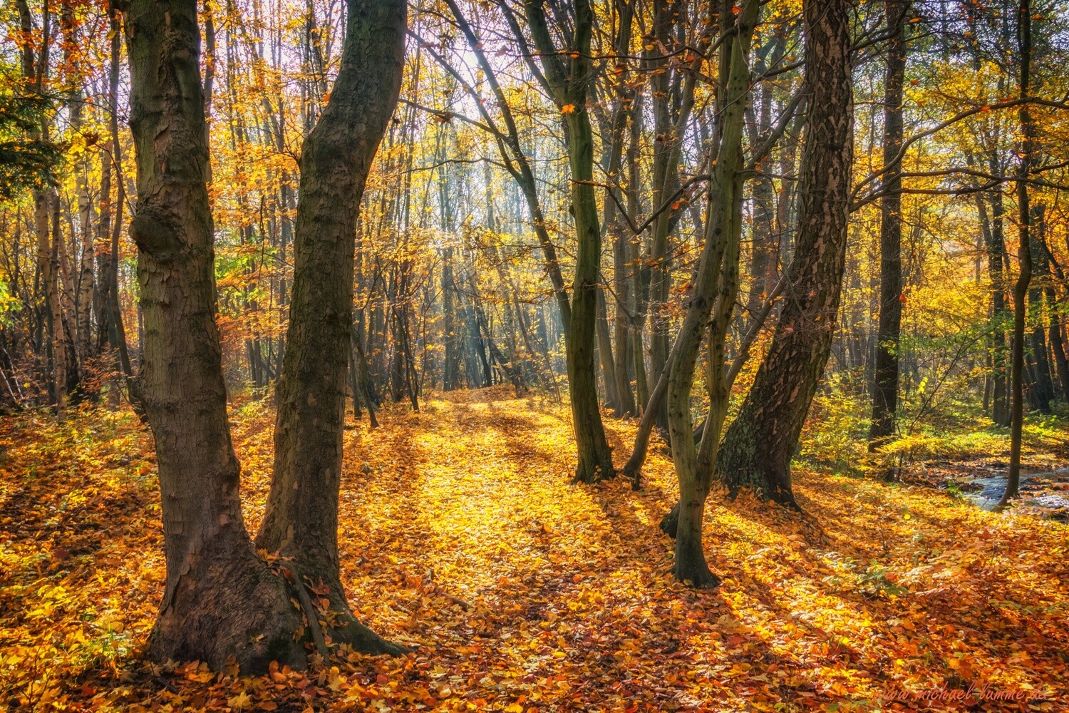 Der Grenzwanderweg im Eckertal