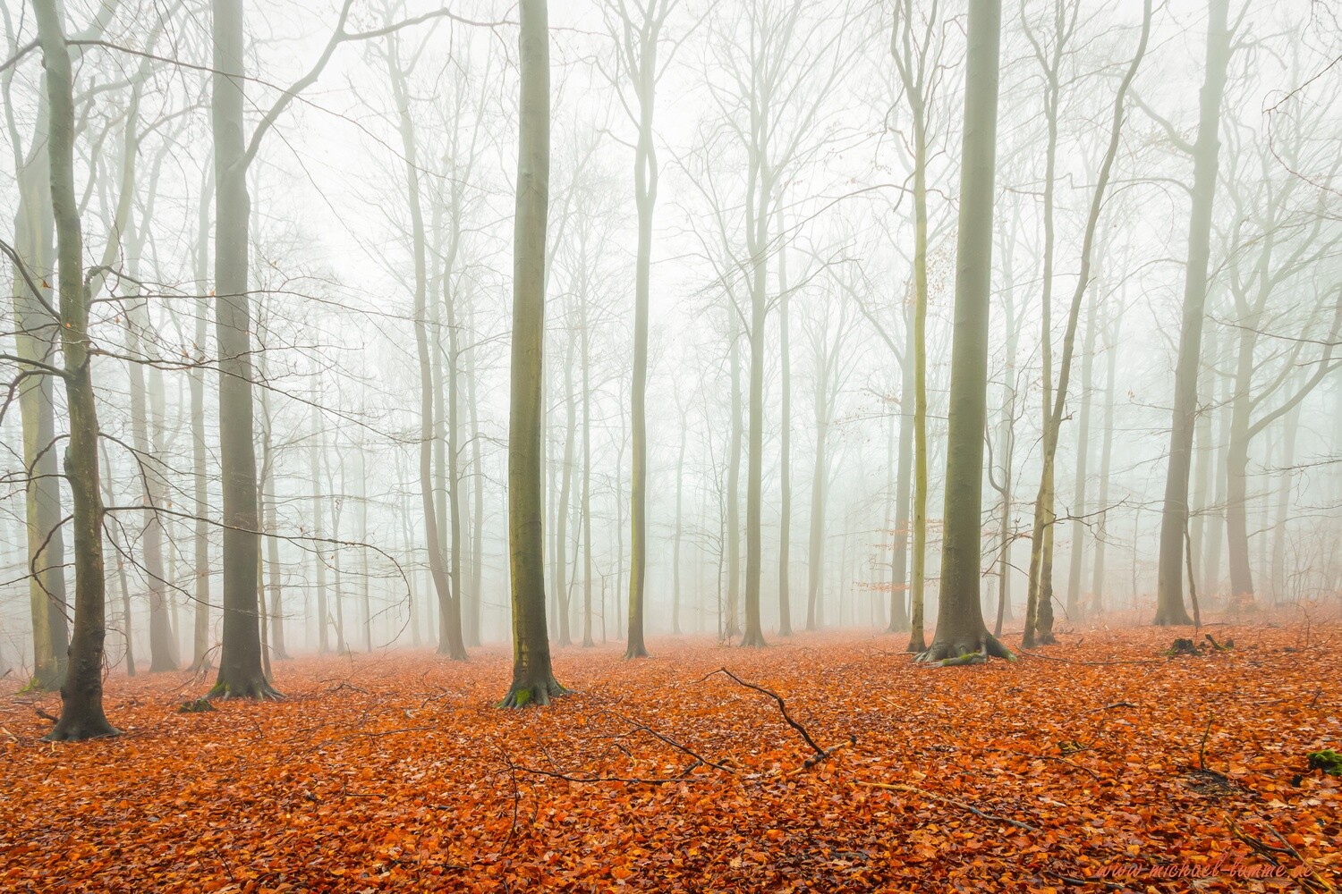 Das Ilsenburger Holz bei Stapelburg