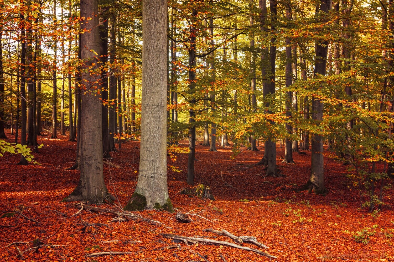 Das Ilsenburger Holz bei Stapelburg
