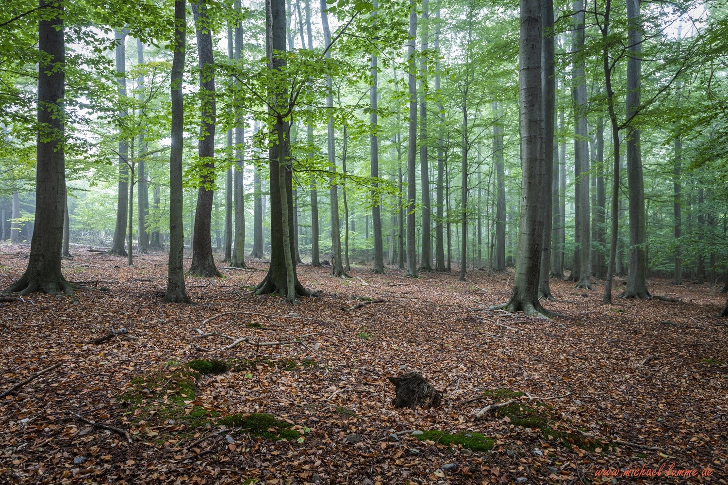 Das Ilsenburger Holz bei Stapelburg