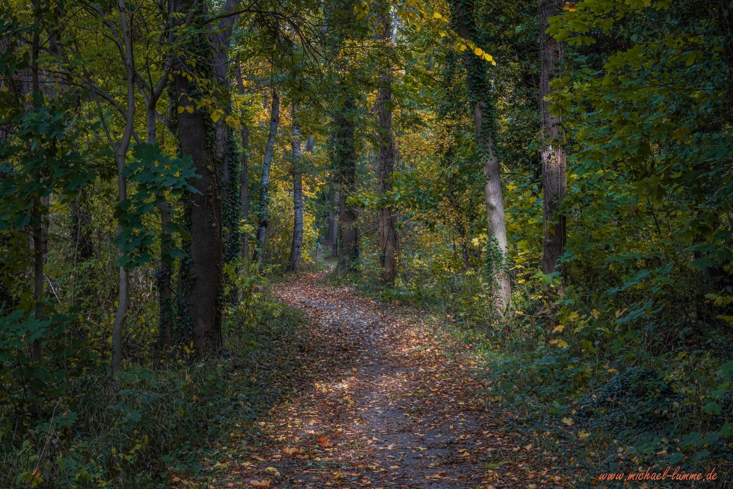 Wanderweg entlang der Ilse bei Wasserleben
