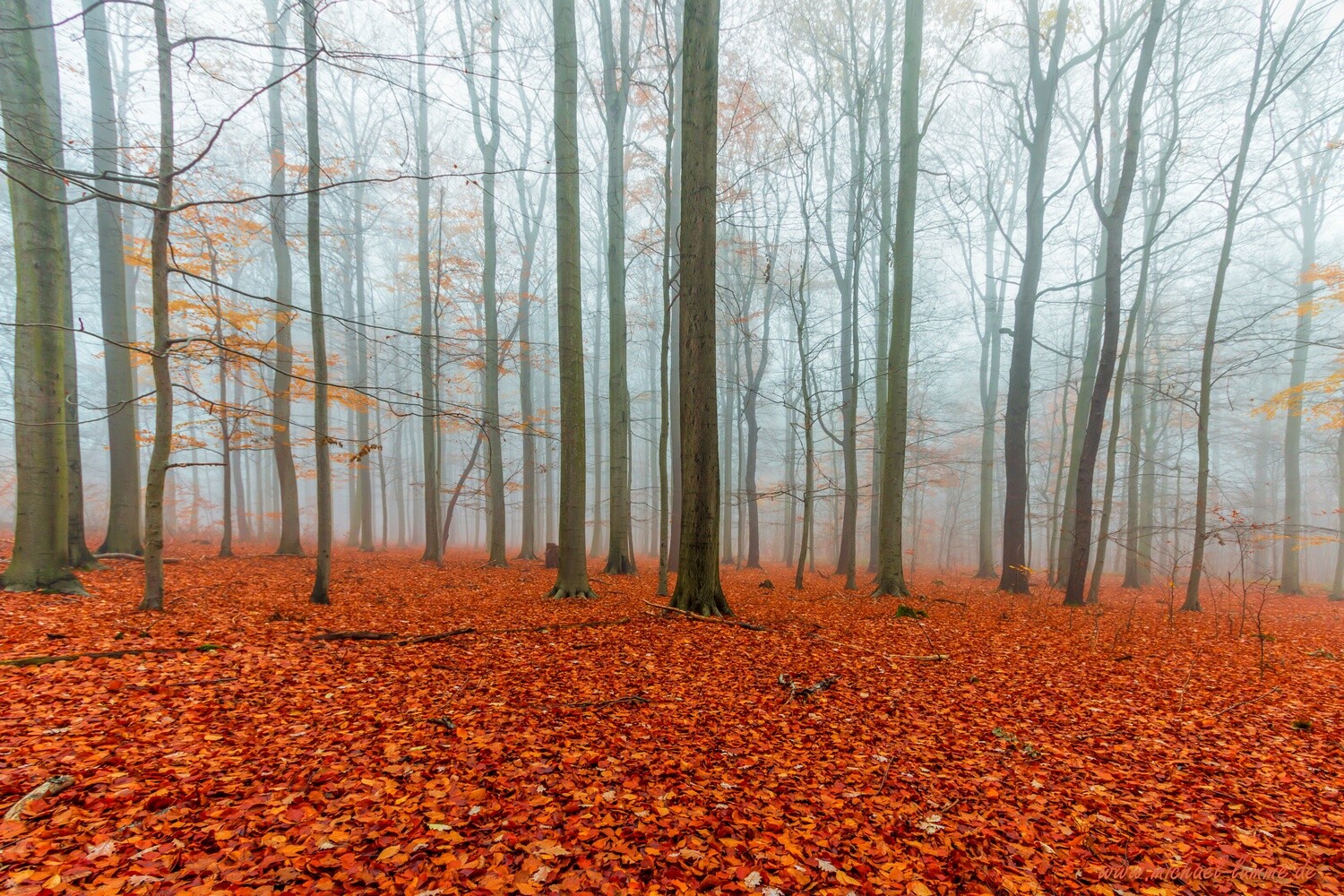 Das Ilsenburger Holz bei Stapelburg