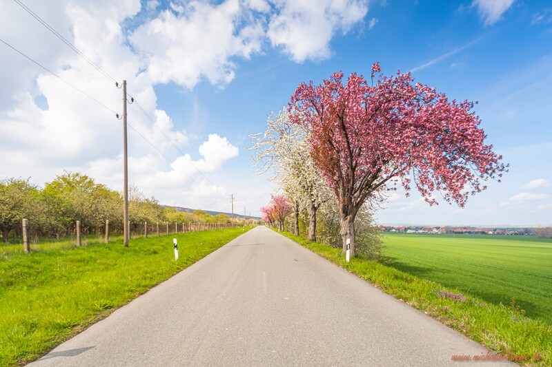 Bei Dingelstedt im Frühling
