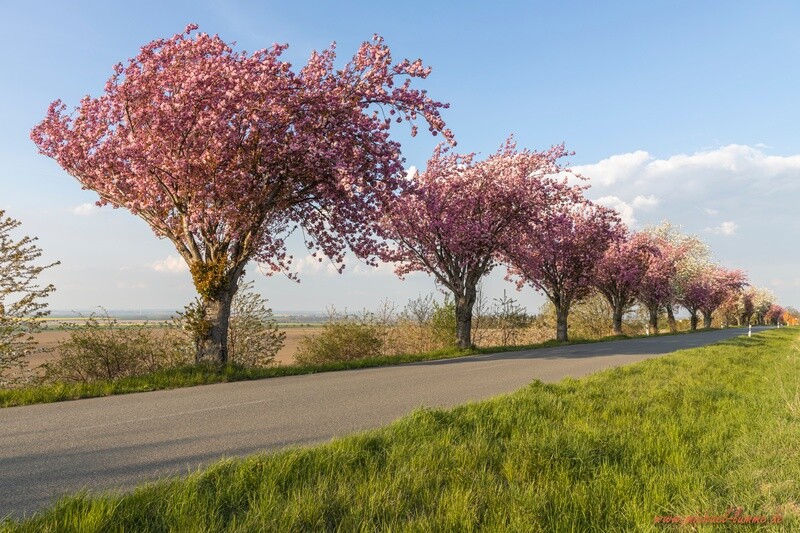 Bei Dingelstedt im Frühling