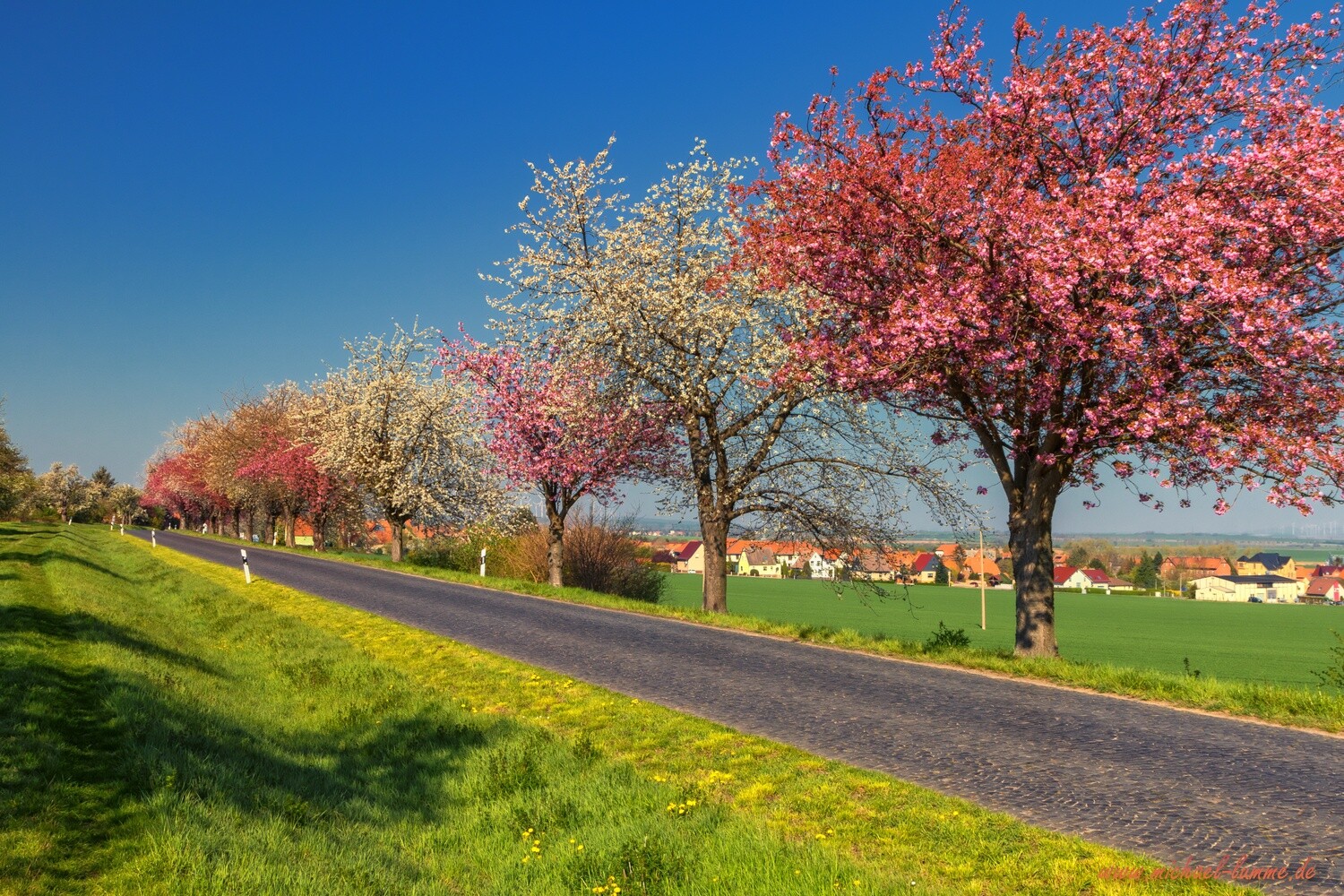 Bei Dingelstedt im Frühling
