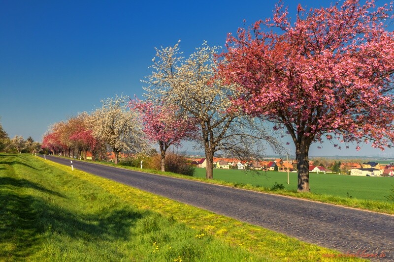 Bei Dingelstedt im Frühling