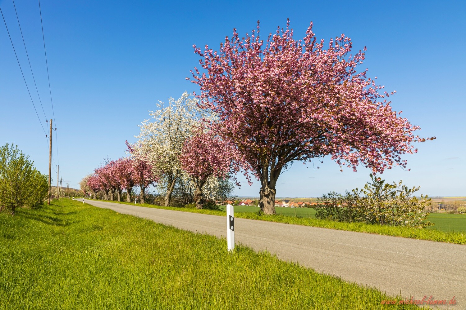 Bei Dingelstedt im Frühling