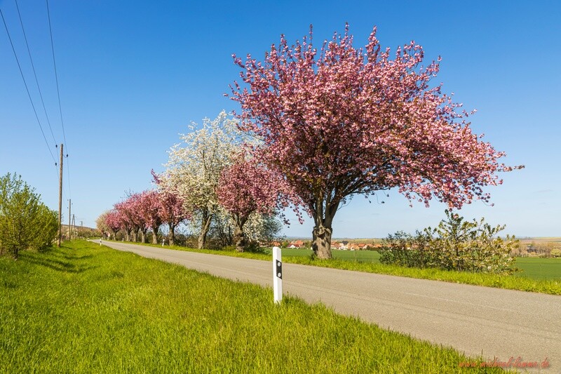 Bei Dingelstedt im Frühling