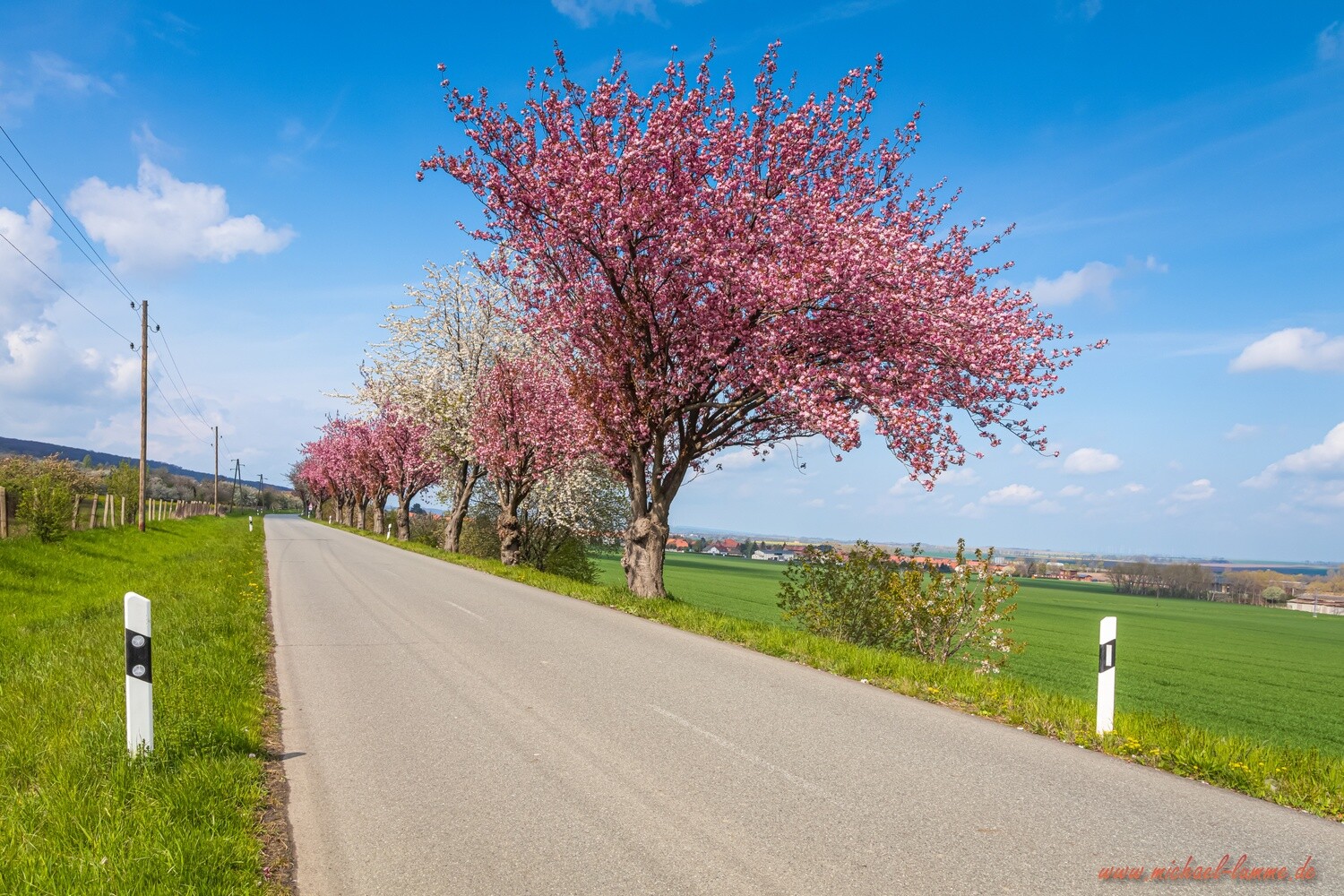 Bei Dingelstedt im Frühling