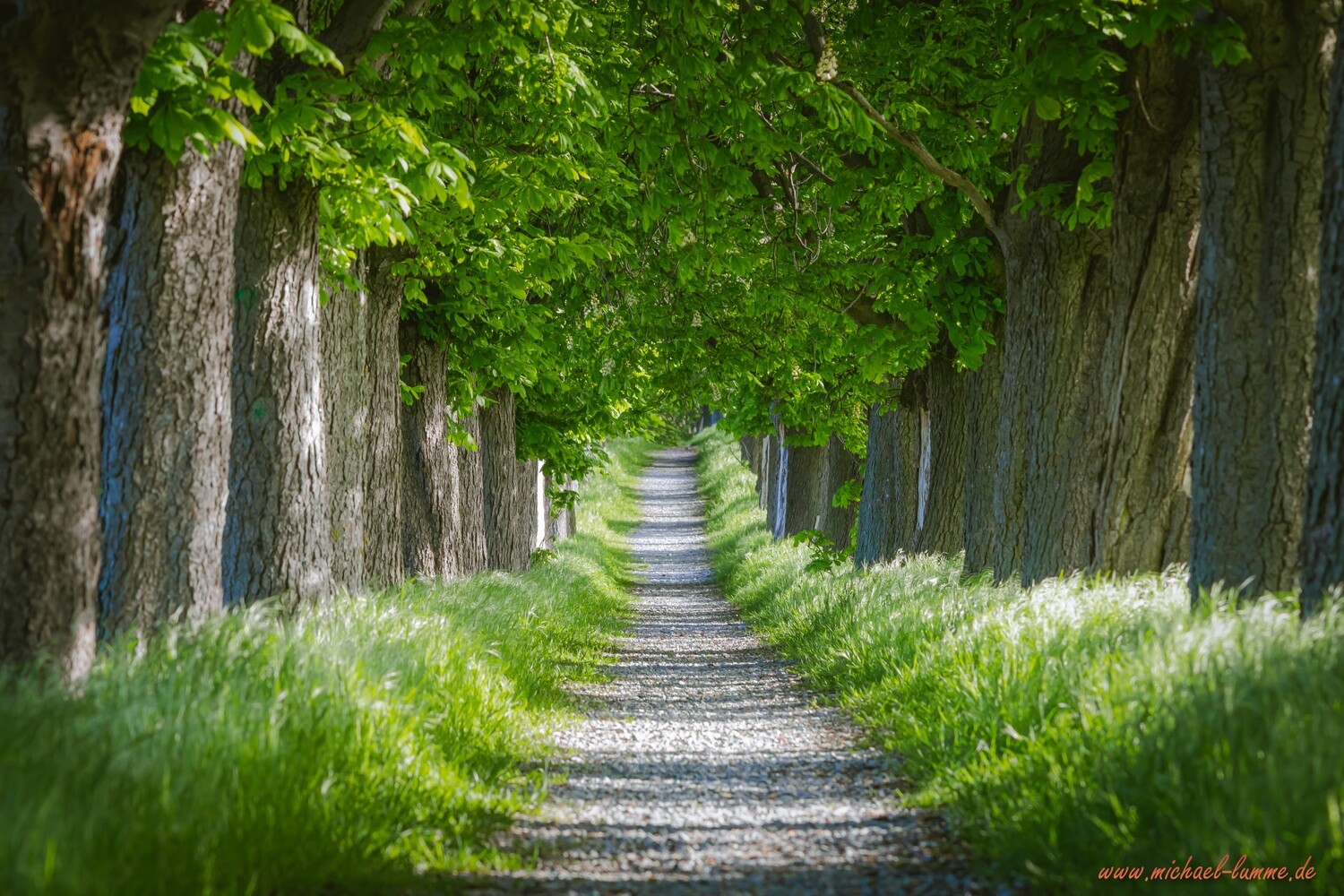 Die Kastanienallee von Osterwieck