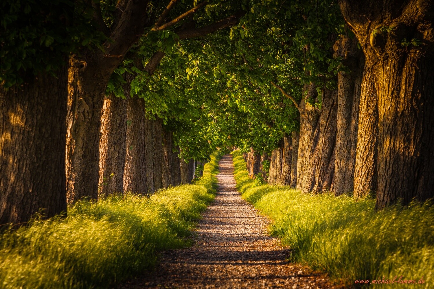 Die Kastanienallee von Osterwieck