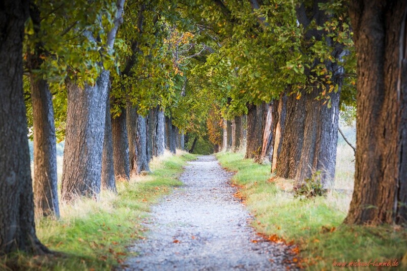Die Kastanienallee von Osterwieck