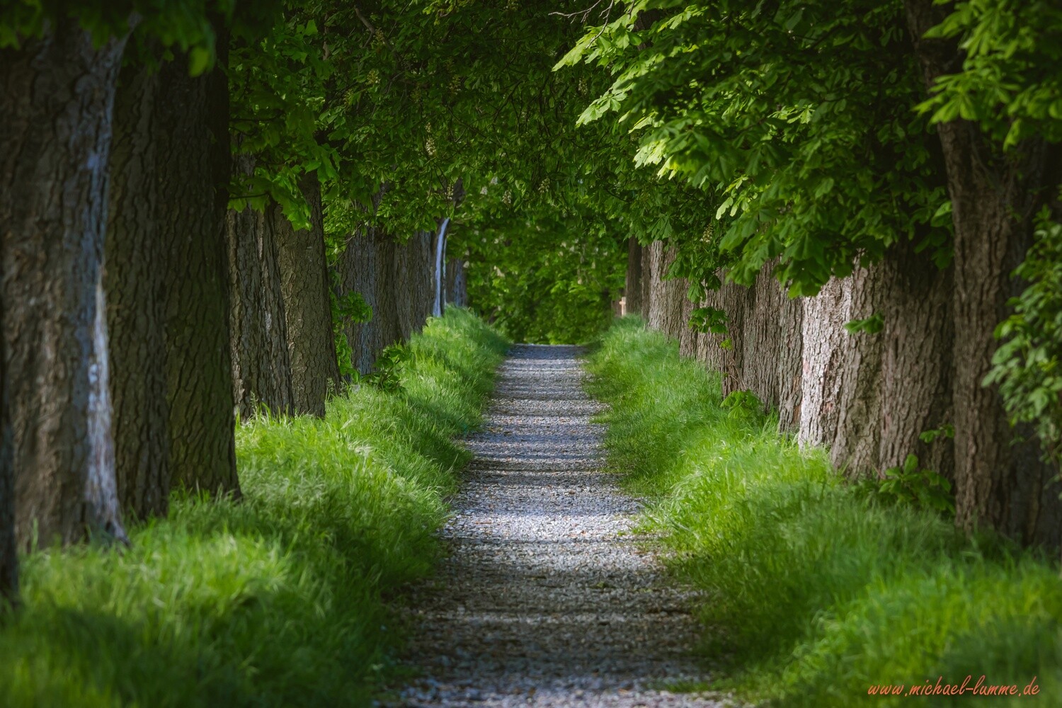 Die Kastanienallee von Osterwieck