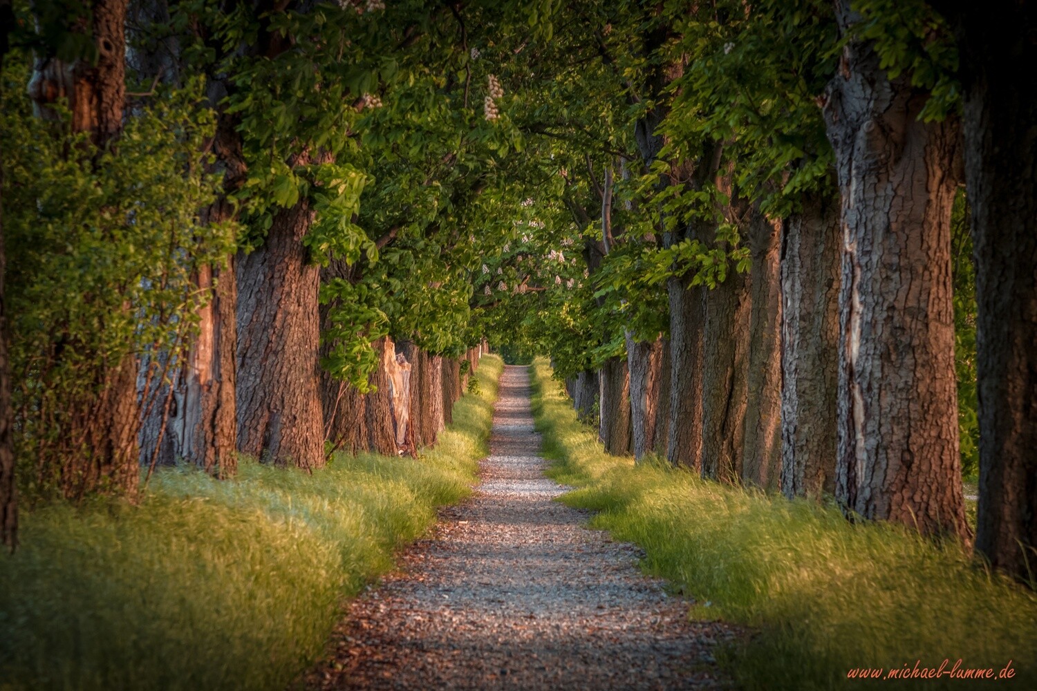 Die Kastanienallee von Osterwieck