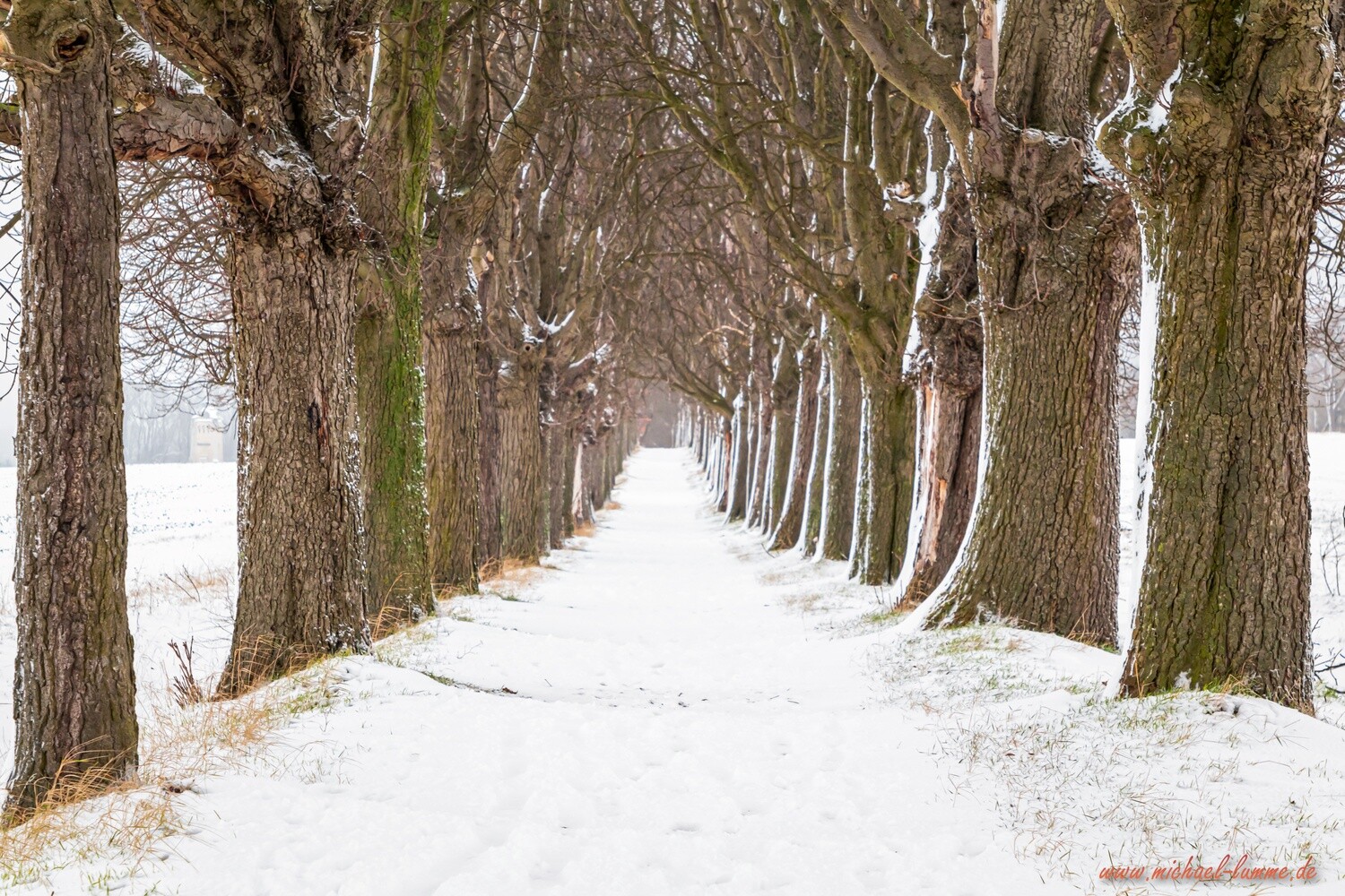 Die Kastanienallee von Osterwieck
