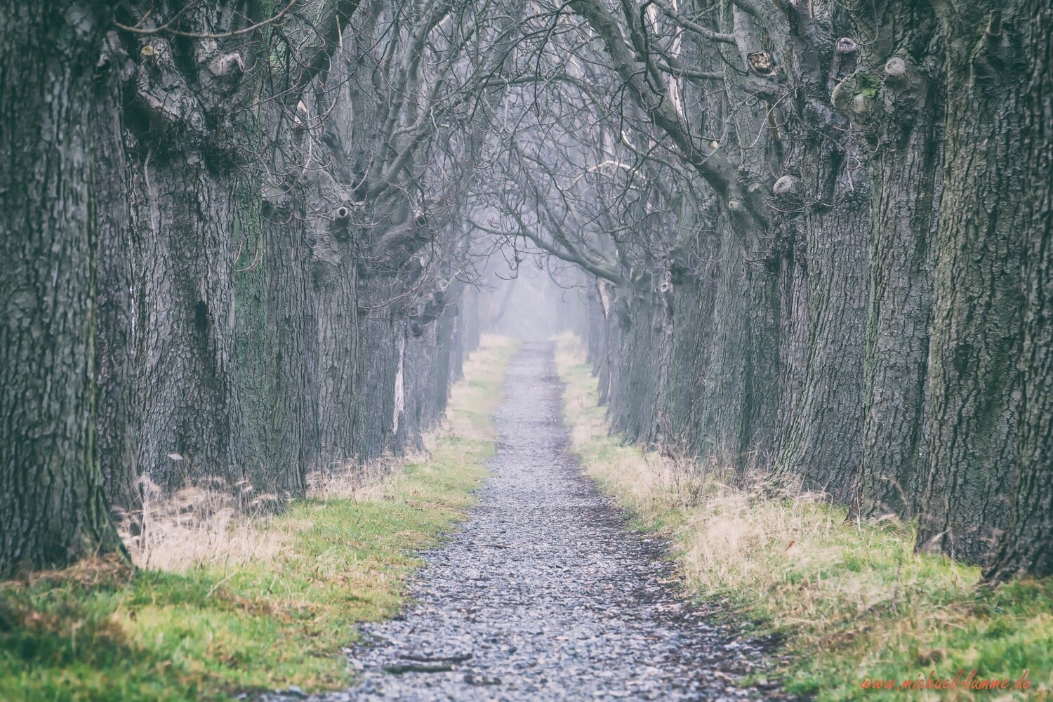 Die Kastanienallee von Osterwieck