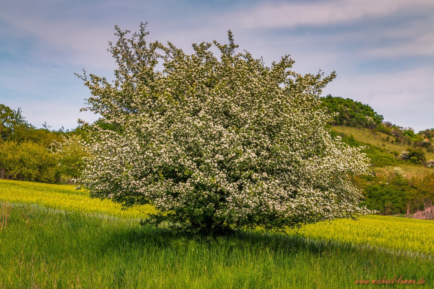 Der Kalksteinbruch bei Hoppenstedt