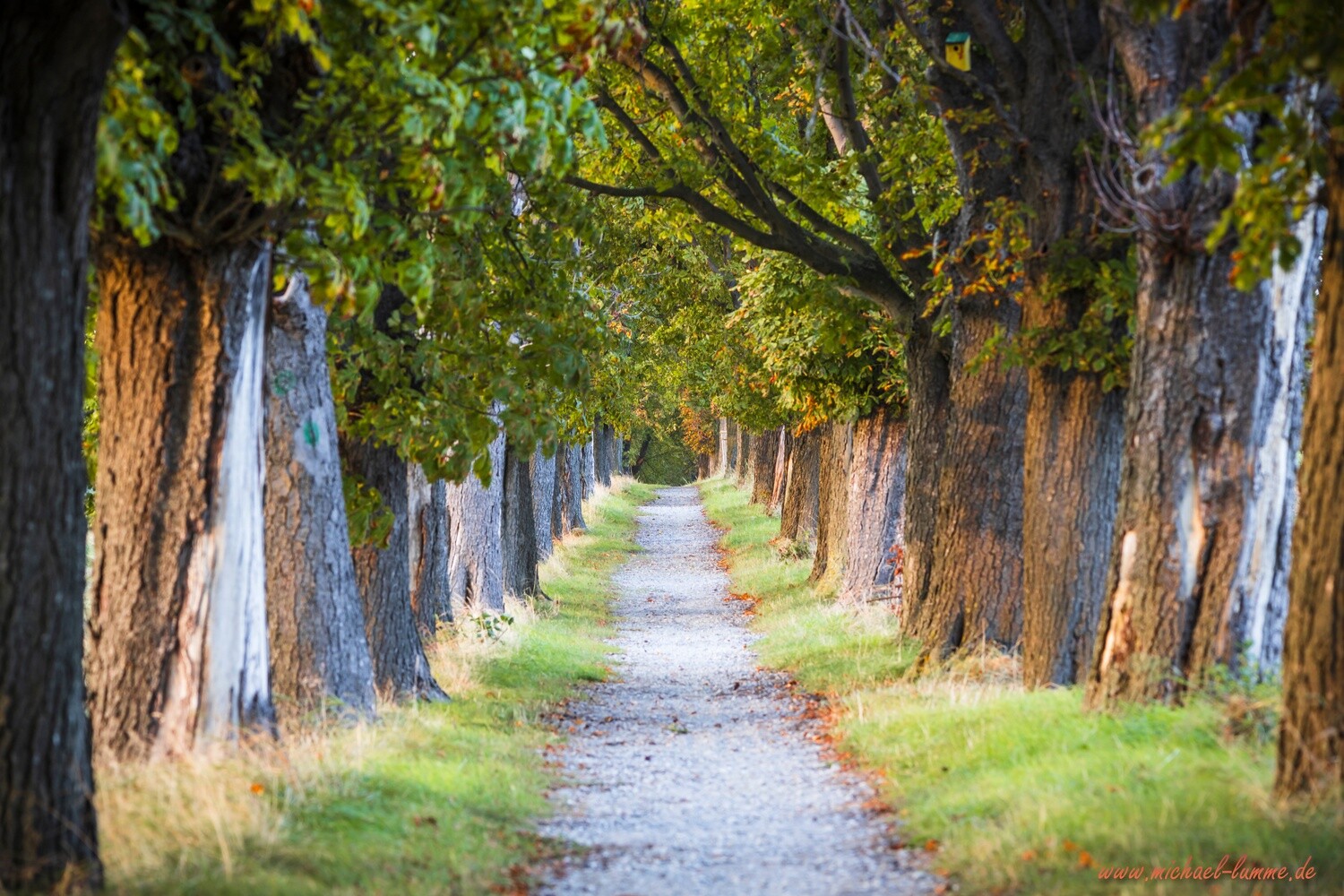 Die Kastanienallee von Osterwieck