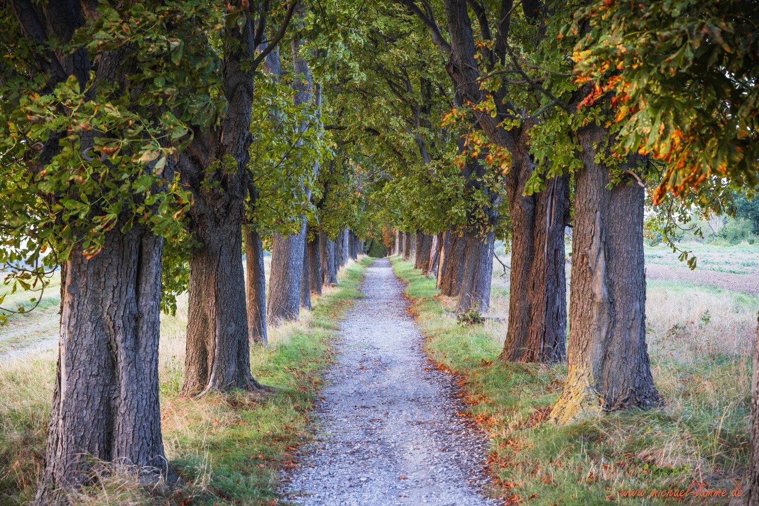 Die Kastanienallee von Osterwieck