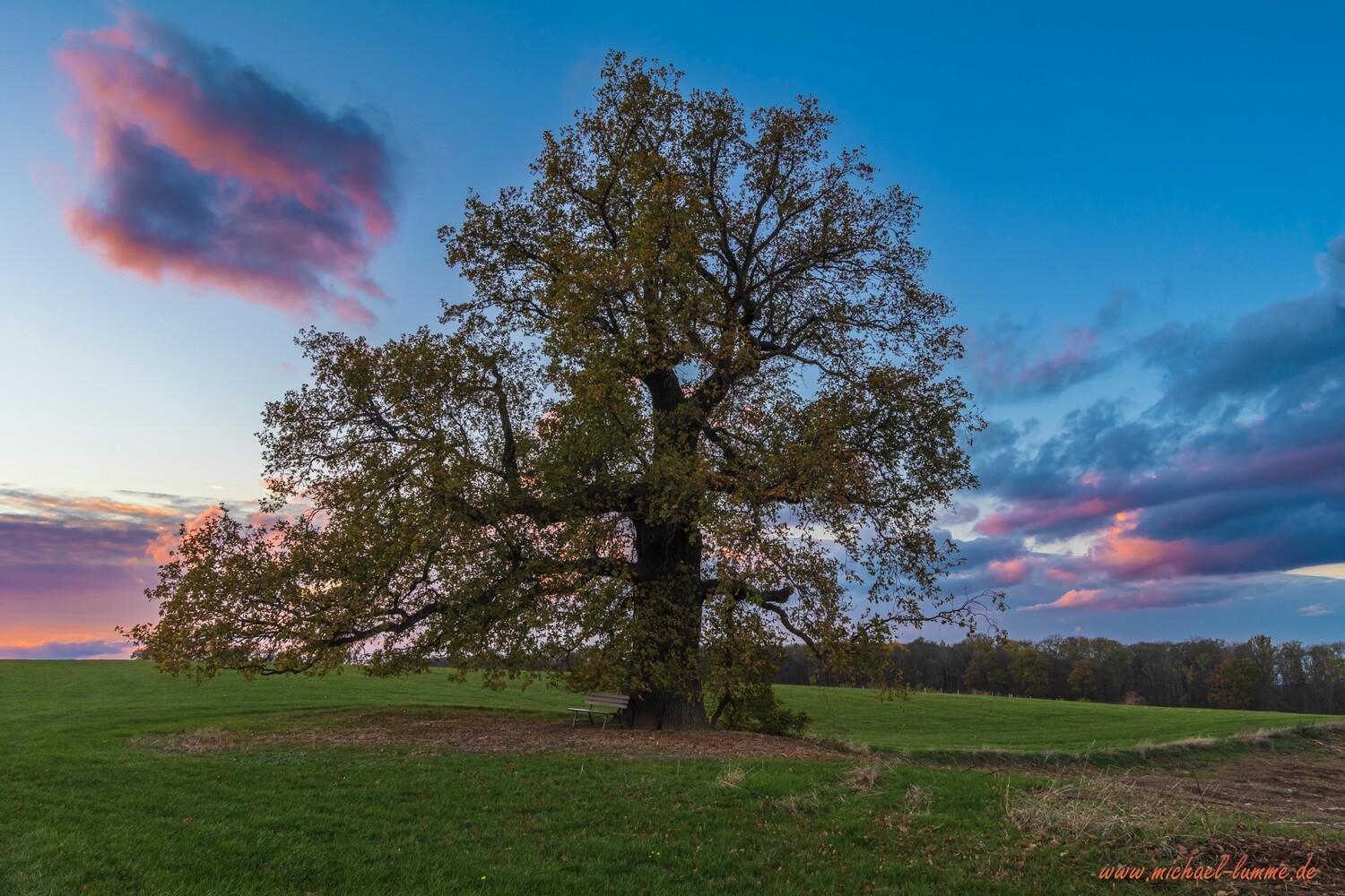 Die Kreuzeiche bei Osterwieck