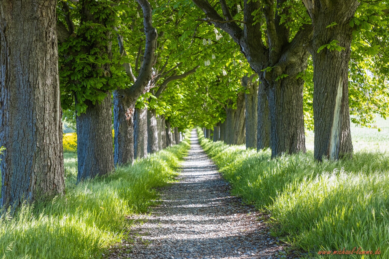 Die Kastanienallee von Osterwieck
