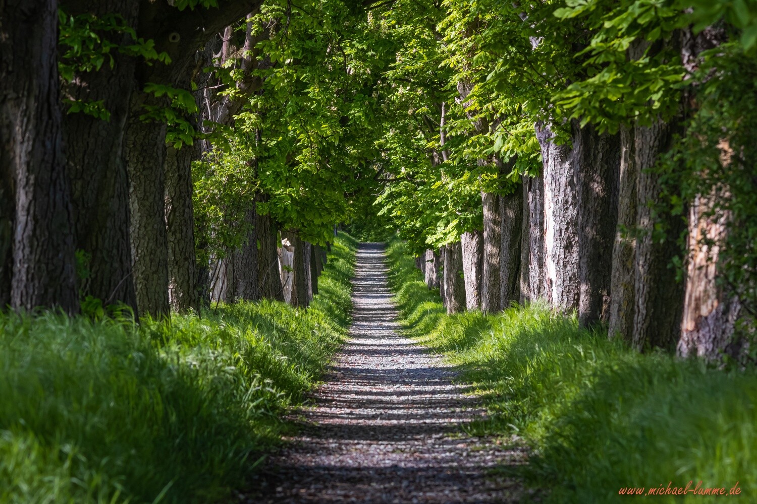 Die Kastanienallee von Osterwieck