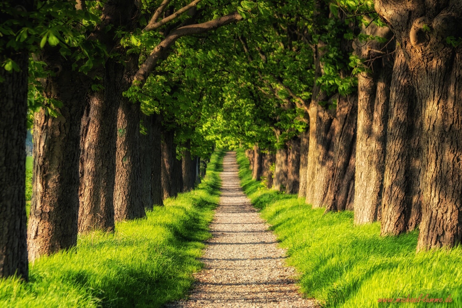 Die Kastanienallee von Osterwieck