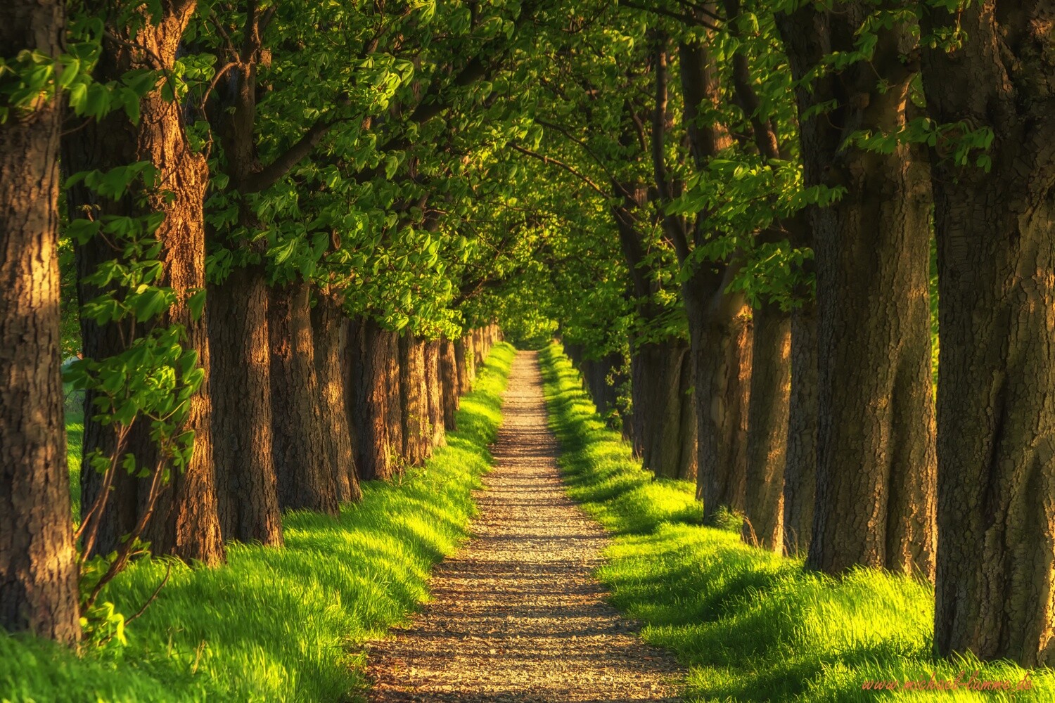 Die Kastanienallee von Osterwieck