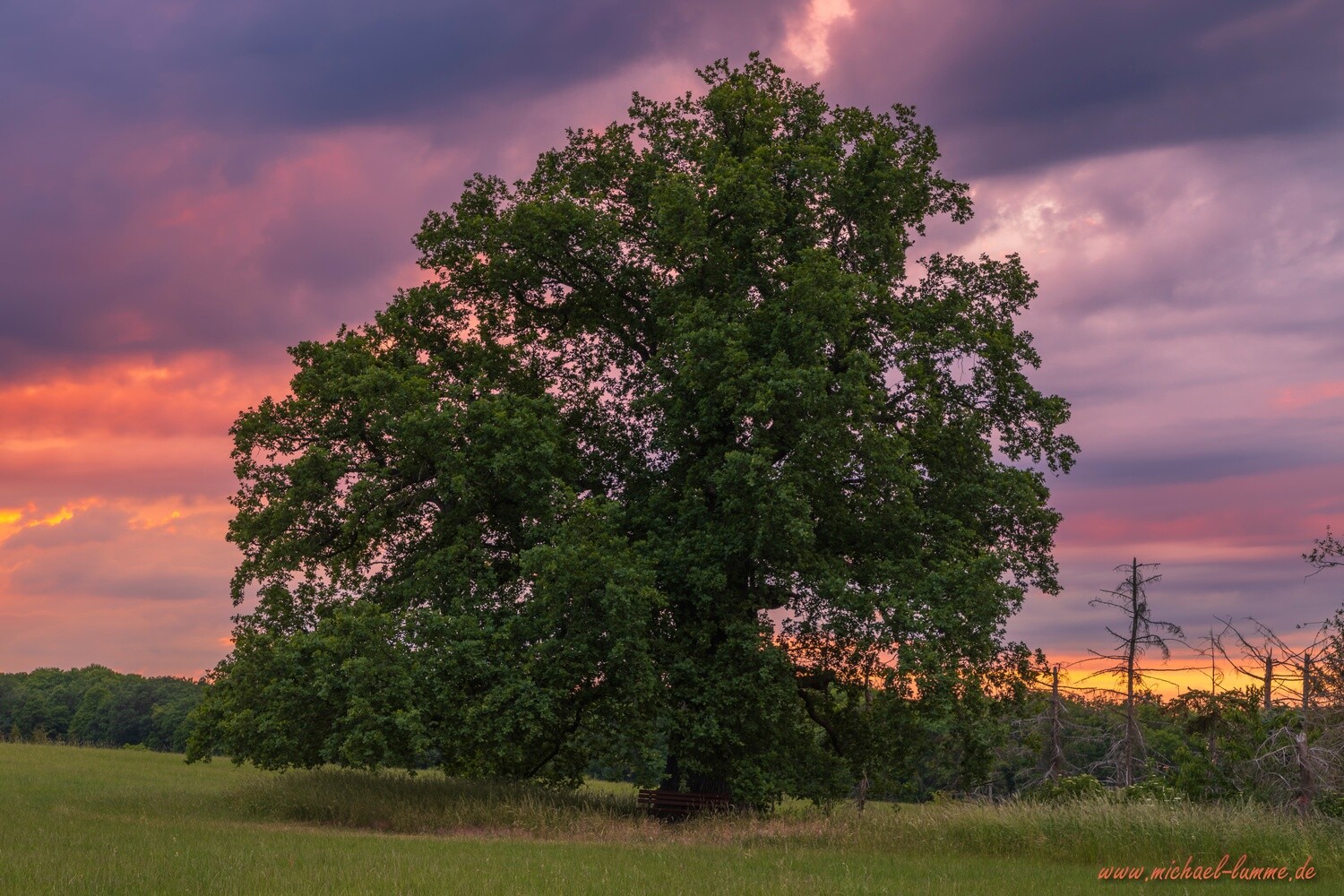 Die Kreuzeiche bei Osterwieck