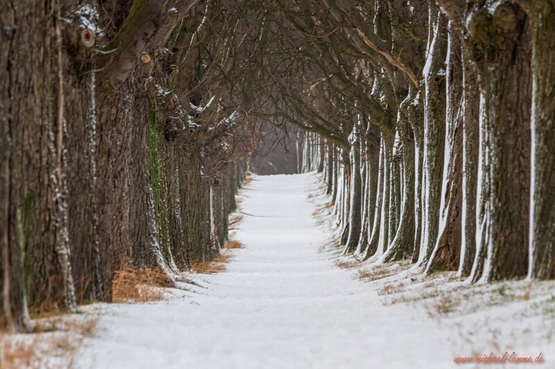Die Kastanienallee von Osterwieck