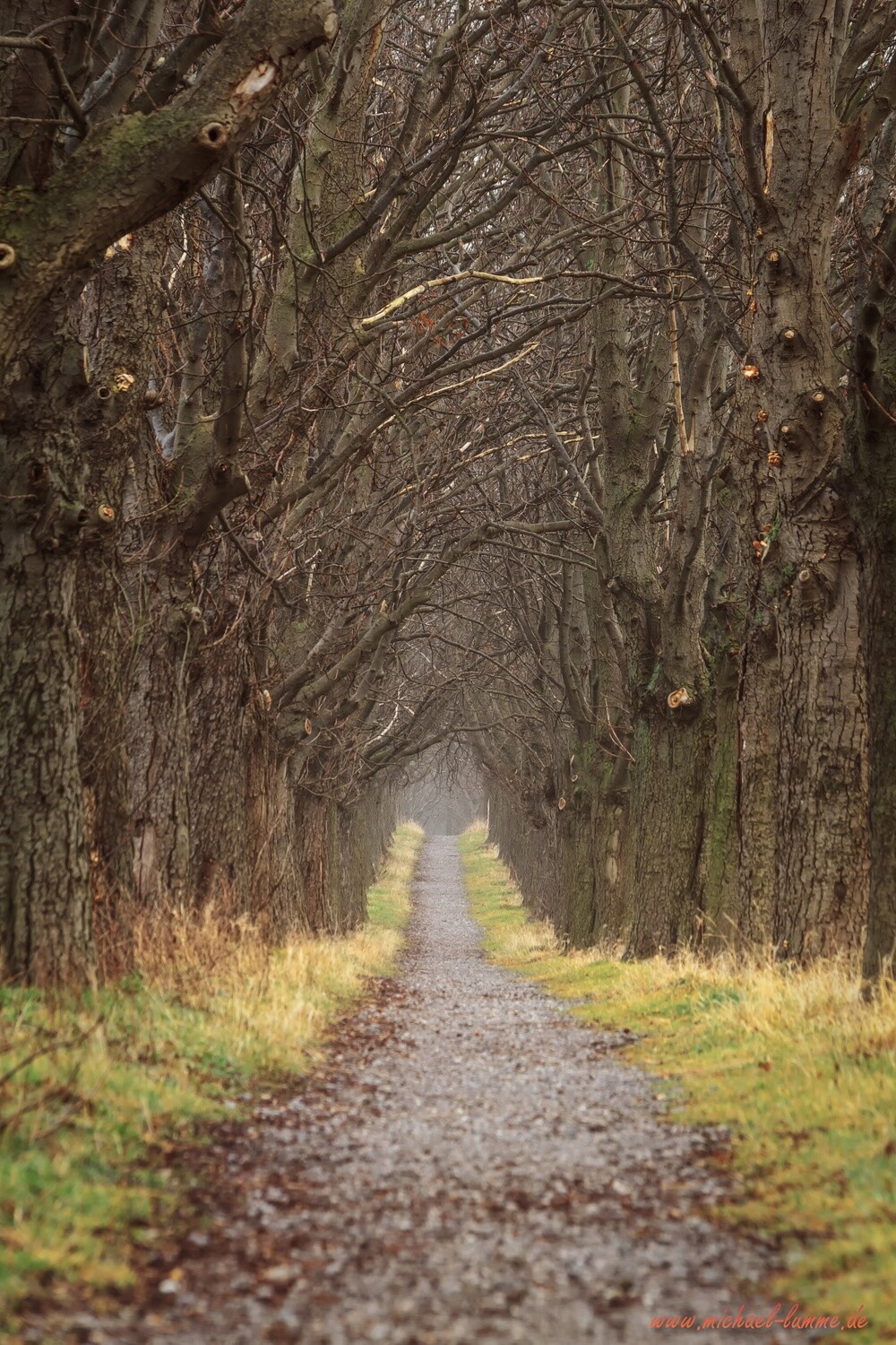 Die Kastanienallee von Osterwieck
