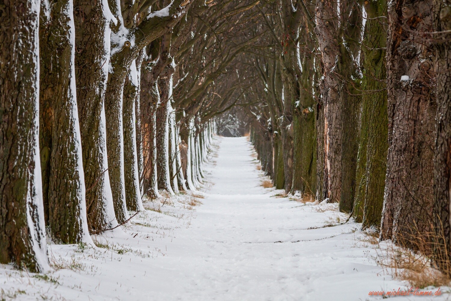 Die Kastanienallee von Osterwieck