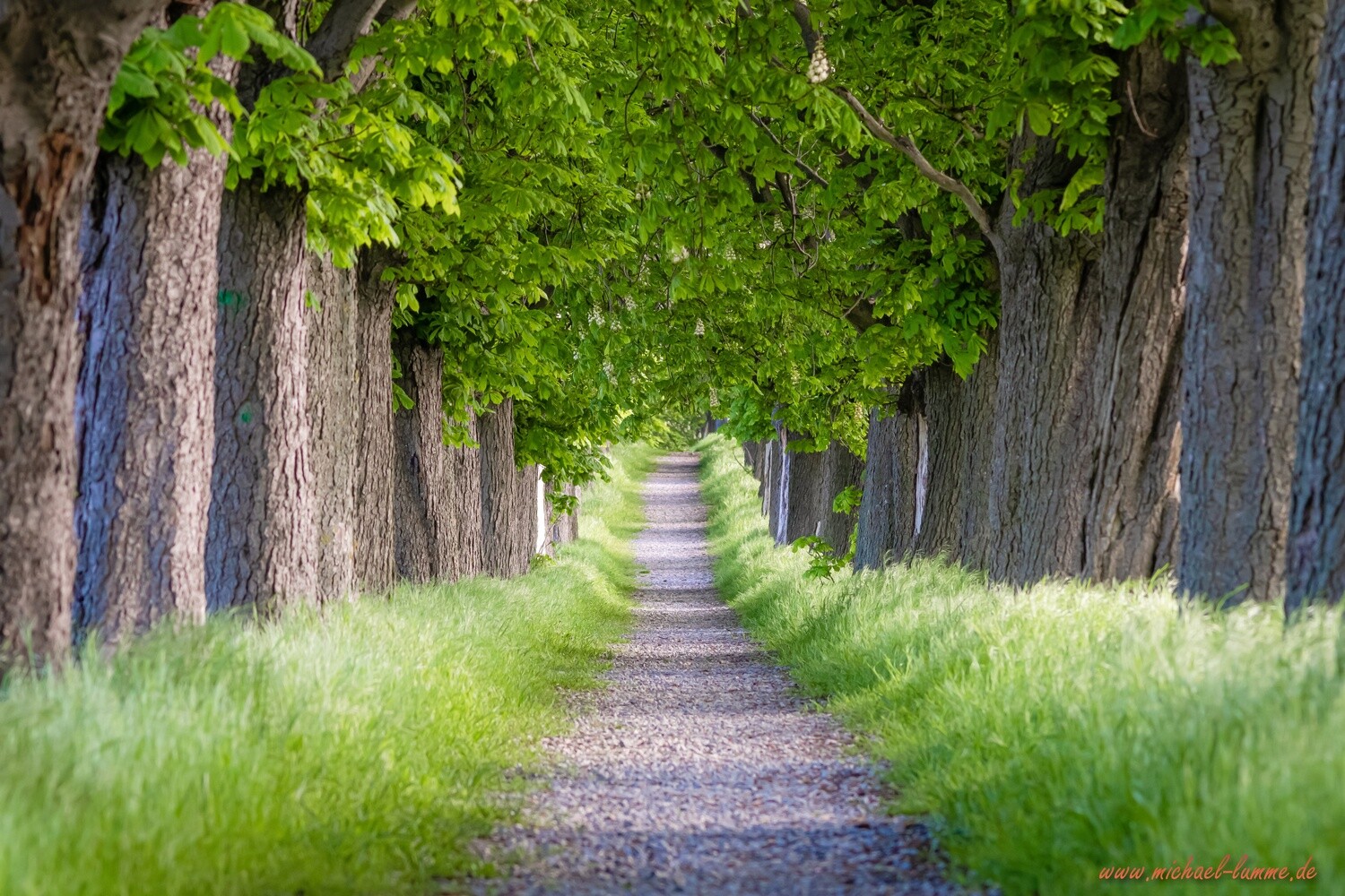 Die Kastanienallee von Osterwieck